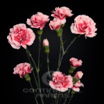 Mini Carnation Scarlette Plus (Elegance)