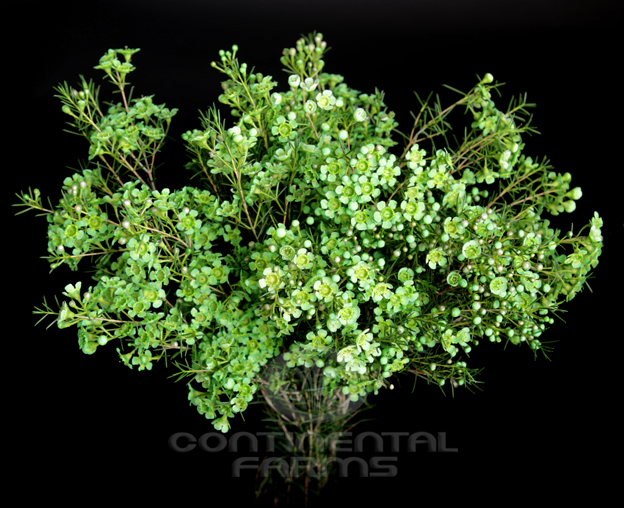 Cress Green Dragon – Floret Flower Farm