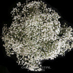 Gypsophila Snowball | Continental Farms