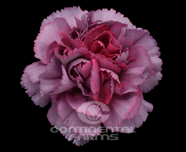 Hypnosis Carnations - Florabundance Wholesale Flowers