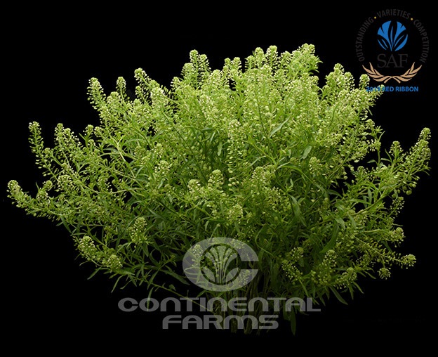 Cress Green Dragon – Floret Flower Farm