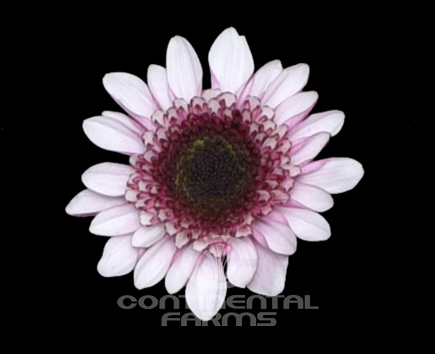 Daisy Alma Pink | Continental Farms