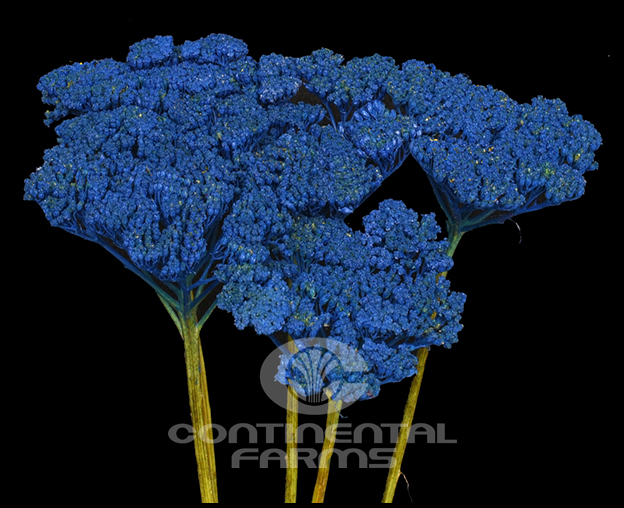 blue yarrow flower
