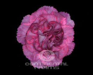 Carnation Lege Pink