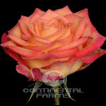 rose_summerfield2a-150x150.jpg