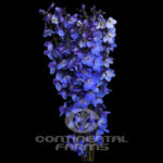 nov_delphinium_sea_waltz1-